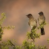 Bulbul zahradni - Pycnonotus barbatus - Common bulbul 0915